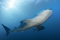 Walhai | Whale Shark by Norbert Probst