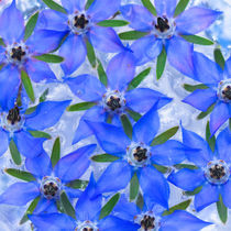Borretsch Blüten blau by Christine Maria Grosche