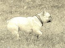 Digital Art Französische Bulldogge von kattobello