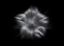 Backyard Flowers In Black And White 24 Flow Version von Brian Carson
