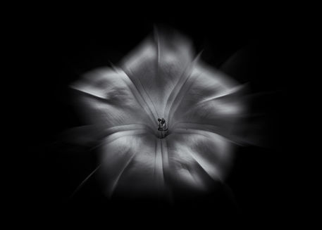 A-backyard-flowers-in-black-and-white-24-flow-version-5x7