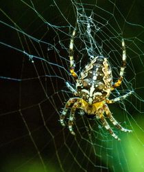 Spiderweb Kreuzspinne by Christine Maria Grosche
