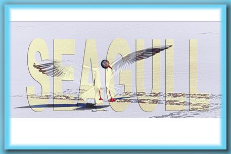 Seagull-layout-1-vin-8-r1