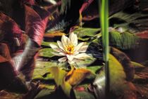 Water Lilly by Peter Hebgen