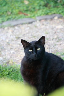Schwarze Katze von Gerda Hutt