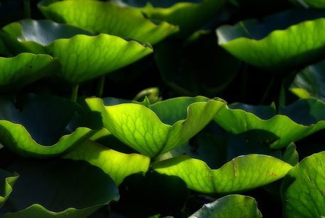 Water-lilly-leaves