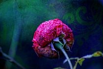 Purple Rose by Peter Hebgen