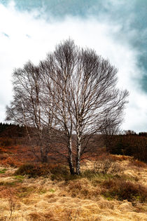 The birch without leaves. von Tobias Otto