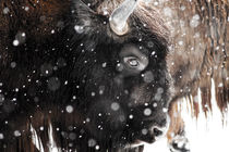 Snowy wildlife. von Tobias Otto