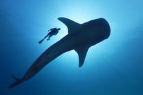 Walhai mit Taucher | Whale Shark with Diver von Norbert Probst