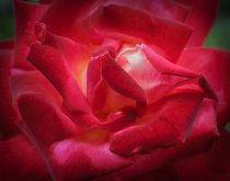 Rose On Fire by CHRISTINE LAKE