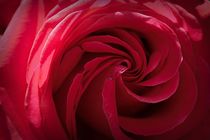 Rose In Red by CHRISTINE LAKE