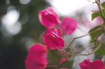 Pinke Blüten by Tina Heurich