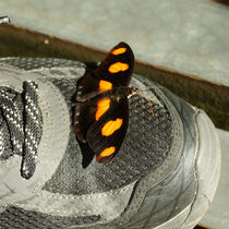 Schmetterling auf einem Schuh von Sabine Radtke