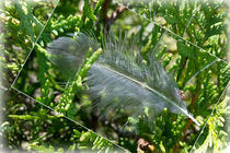 A stray feather von feiermar