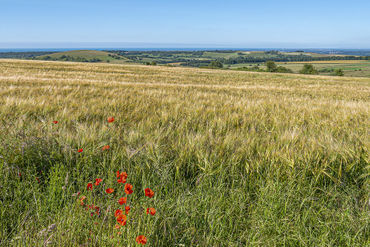South-downs-red