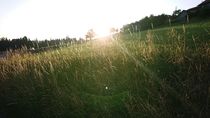 Sonnenaufgang im Gras von Dario Lauper
