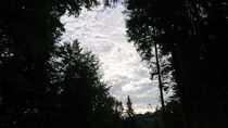 Waldlichtung mit Schäfchenwolken by Dario Lauper