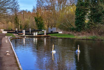 Swans At Greenham Lock by Ian Lewis