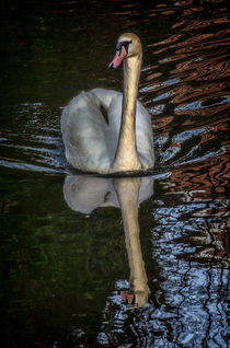 A Swan On The Kennet by Ian Lewis