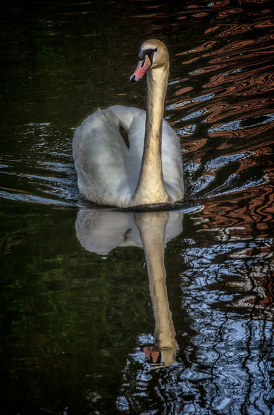 A-swan-on-the-kennet