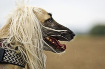  Afghanischer Windhund by Heidi Bollich