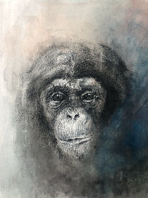 Chimp in ink and watercolour by Lyn Banks