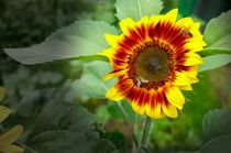 Begehrte Sonnenblume von Dario Lauper