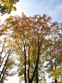 Laubbäume mit typischer Blattfärbung im Herbst von Heike Rau