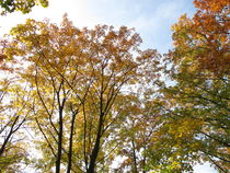 Laubbäume mit typischer Blattfärbung im Herbst by Heike Rau