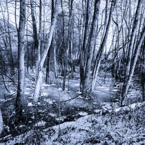 Winter im Bleistätter Moor von Christian Handler