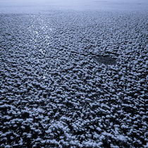 Winter im Bleistätter Moor von Christian Handler