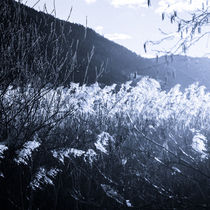 Winter im Bleistätter Moor by Christian Handler