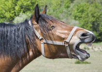 lachendes Pferd by koroland