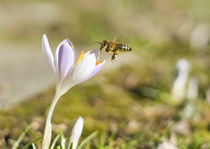 Biene im Anflug by koroland
