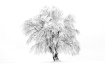 Einzelner Baum  by Rainer Rombach