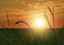 Sonnenuntergang am Kornfeld von koroland