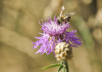 Biene auf Diestelblüte by koroland