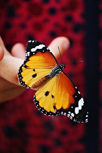 Schmetterling auf Mädchenhand... von loewenherz-artwork