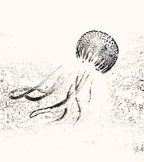 jellyfish by mironka