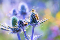 Blaue Edeldisteln mit Bienen  von Astrid Steffens