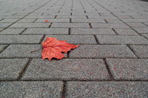 Lonely leaf by Julia Raithel