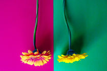 Two flowers by Julia Raithel