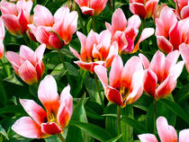 Tulpen von Peter Holle