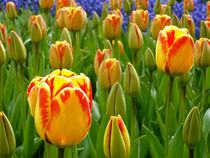 Tulpen von Peter Holle