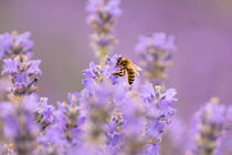Lavendel mit Biene by Astrid Steffens