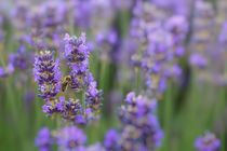 Biene auf Lavendelblüte von Christine Horn