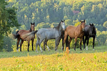Pferde auf der Weide von Astrid Steffens