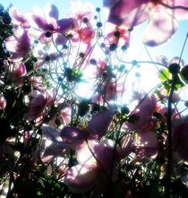 Hiding under the pink petals von Paola De Giovanni