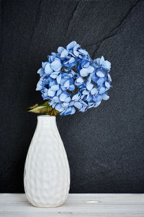 Blaue Hortensie in einer Vase by sven-fuchs-fotografie